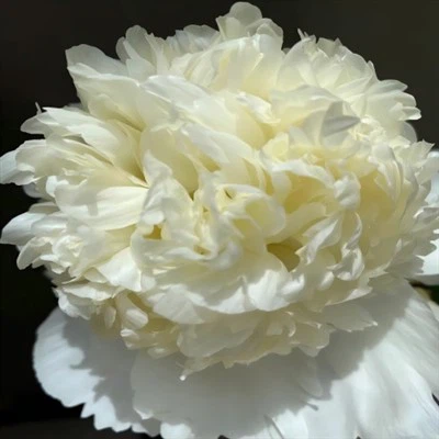 Charles White Peony